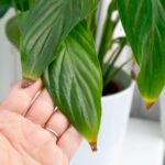 Your Peace Lily Has Crispy Brown Tips: Could Tap Water Be a Factor?