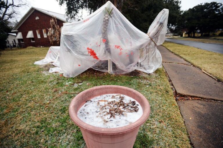 How to Protect Your Texas Plumeria Before the First Freeze