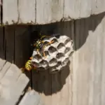 What the Wasps Building Nests Around Your North Carolina Porch This Summer Are Really Telling You