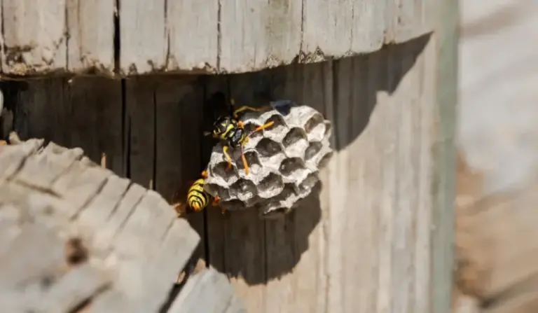 What the Wasps Building Nests Around Your North Carolina Porch This Summer Are Really Telling You