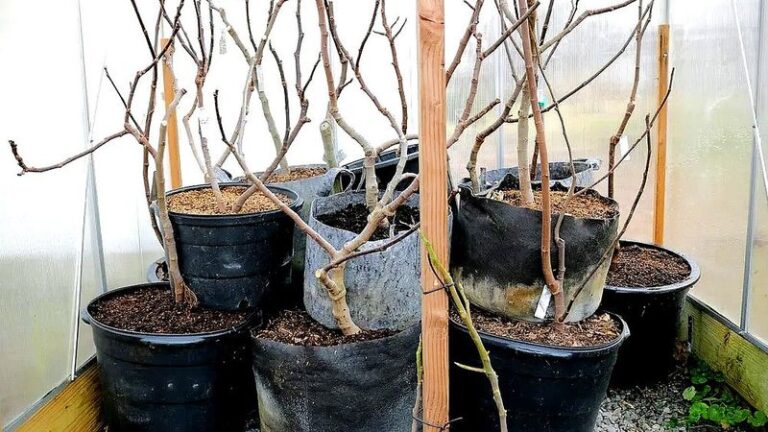 Container Figs Make It Through North Carolina Winters When You Do These Few Things Before the First Freeze