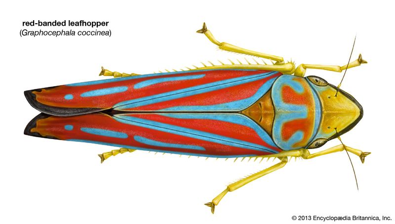 Red-Streaked Leafhopper in Texas: A Small Grass Insect Worth Checking For