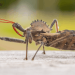The Wheel Bug on Your Central Texas Porch Looks Like a Kissing Bug but Is Actually a Garden Ally