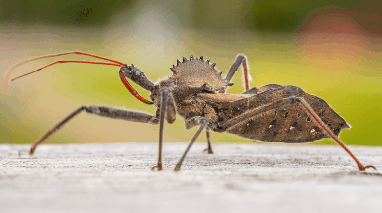 The Wheel Bug on Your Central Texas Porch Looks Like a Kissing Bug but Is Actually a Garden Ally