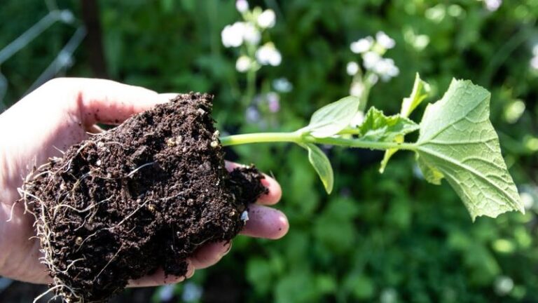Yellow, Stunted Cucumbers in Heavy Clay? Why Your Bed’s Soil Is Worth Investigating This Fall