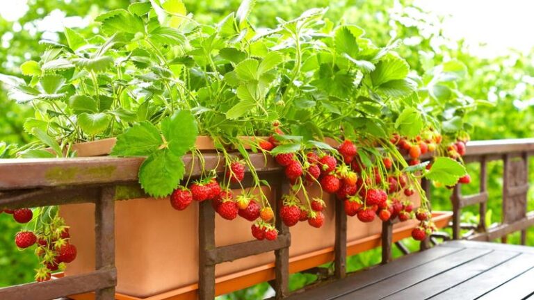 No Yard in Florida? These 9 Fruit Plants Load Up With Fruit in Patio Pots