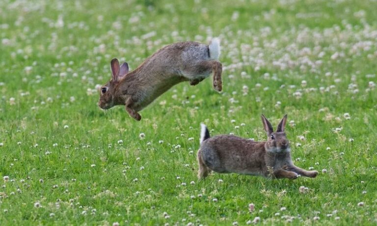 Those Muddy Trails Across Your Florida Lawn at Dawn Each Point to a Different Night Visitor