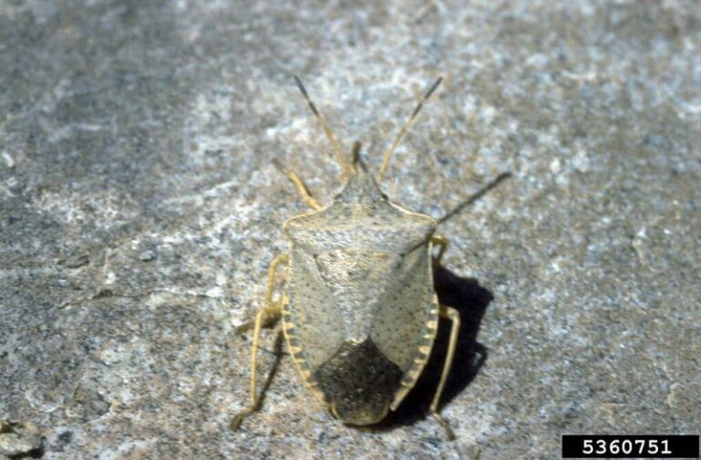Are Stink Bugs Marring Your Fall Tomatoes and Peppers, and Does a Nearby Herb Help?