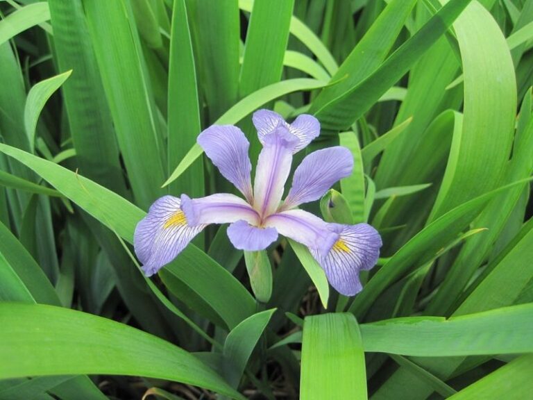 These Native North Carolina Plants Fill the Soggy Low Spot Where Grass Keeps Rotting Out, Better Than Liriope