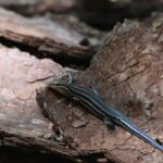 What It Really Means When Five-Lined Skinks Start Showing Up Around Your North Carolina Garden Beds