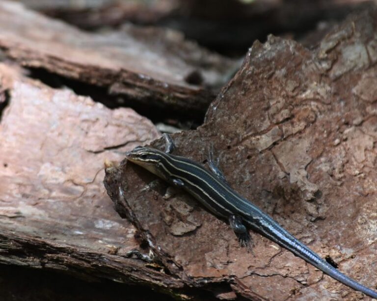 What It Really Means When Five-Lined Skinks Start Showing Up Around Your North Carolina Garden Beds