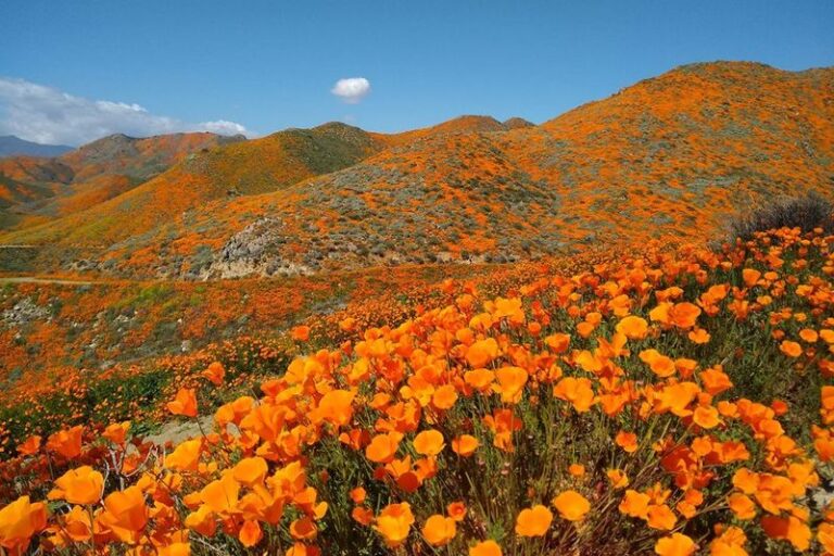 How Fall Sowing May Bring California Poppy Color to a Sunny Slope in Spring