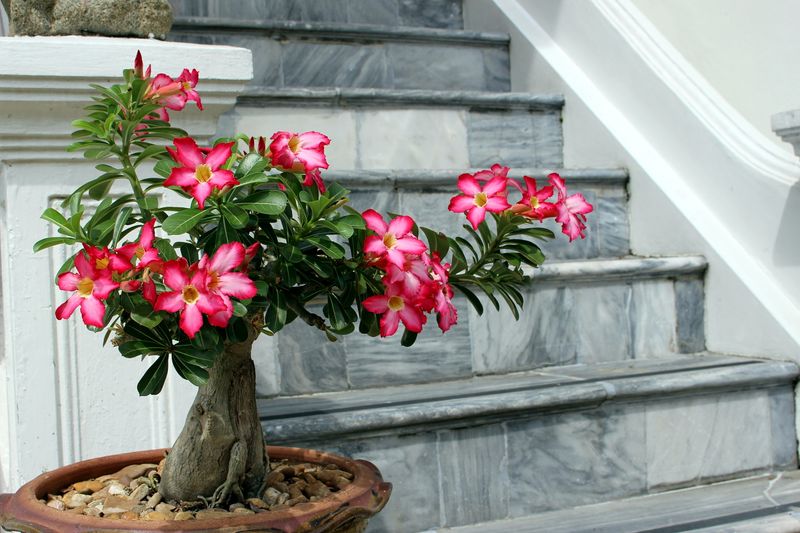 Your Florida Desert Rose Asks for Very Little, but Skipping This One Thing Keeps It From Blooming
