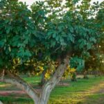 Your Fig Tree Looks Healthy but Gives You Zero Figs, and It’s Usually Missing One Thing