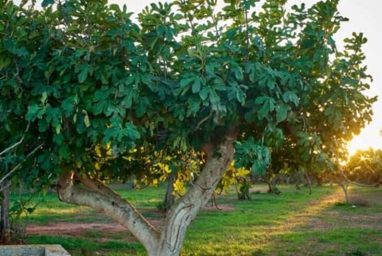 Your Fig Tree Looks Healthy but Gives You Zero Figs, and It’s Usually Missing One Thing