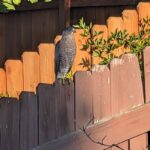What a Hawk That Keeps Returning to Your North Carolina Backyard Is Really Telling You