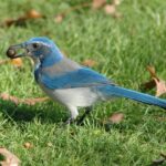 Why California Scrub-Jays Keep Visiting One Corner of Your Yard, and What Cached Acorns Can Become