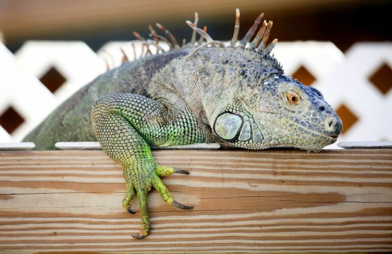 Why That Iguana Has Chosen Your Florida Yard — And Why It May Keep Returning