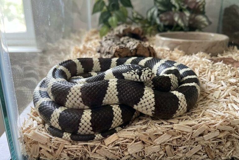 What a Snake Near Your Garden Shed May Really Mean in California