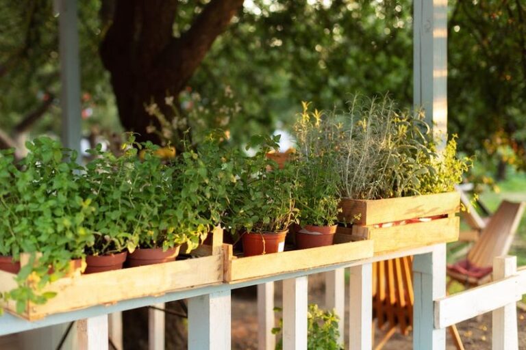 Mint by the Porch: A Fragrant Gardening Choice, Not a Proven Spider Repellent