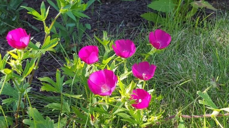 Winecup: A Native Texas Groundcover Worth Trying on Rocky Slopes With Soil Pockets