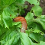 Are Slugs Chewing Your Fall Lettuce and Kale Seedlings? How to Check and Manage the Damage