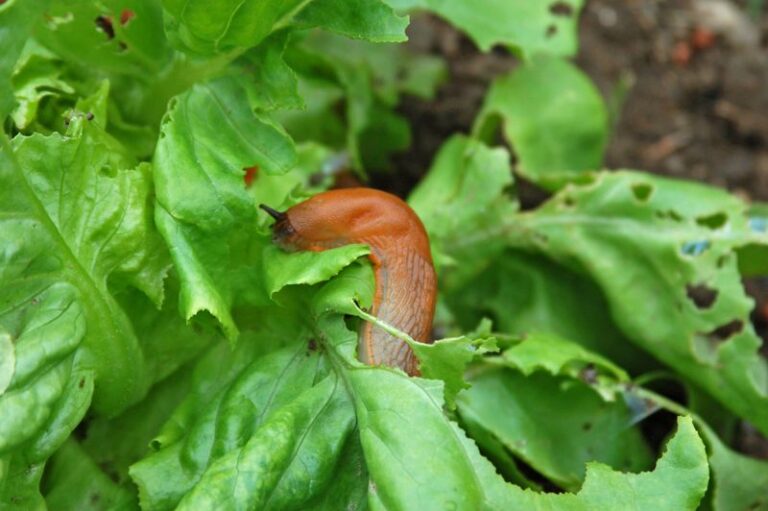 Are Slugs Chewing Your Fall Lettuce and Kale Seedlings? How to Check and Manage the Damage