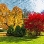 Should North Carolina Gardeners Still Plant Trees This Fall After Such a Long Drought?