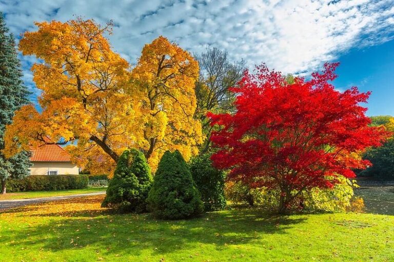 Should North Carolina Gardeners Still Plant Trees This Fall After Such a Long Drought?