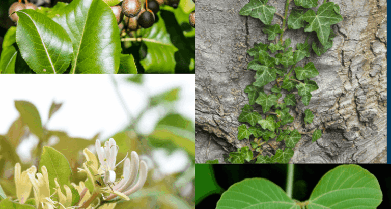 How North Carolina Gardeners Can Control Japanese Honeysuckle on a Wooded Edge