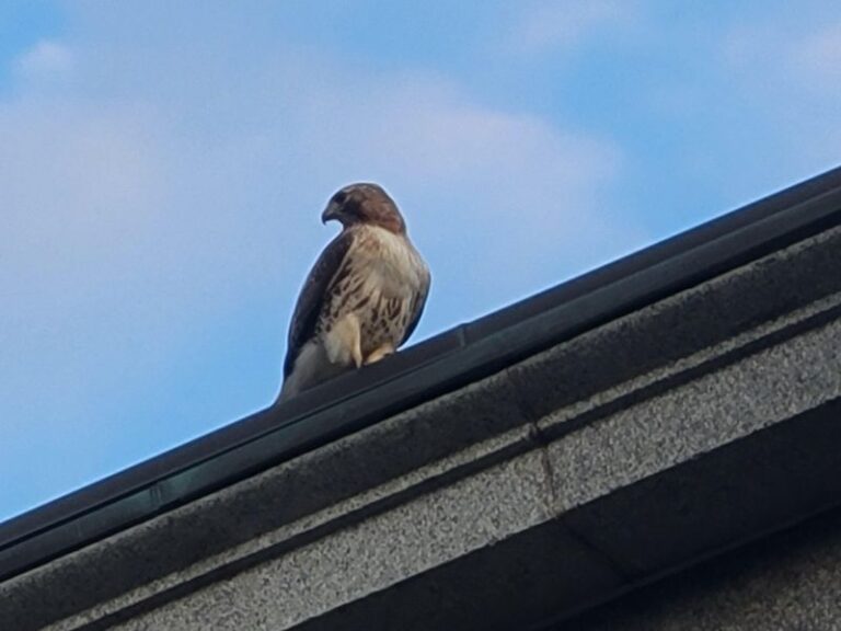 Red-Tailed Hawk Circling Your North Carolina Yard? Here Is What to Watch For
