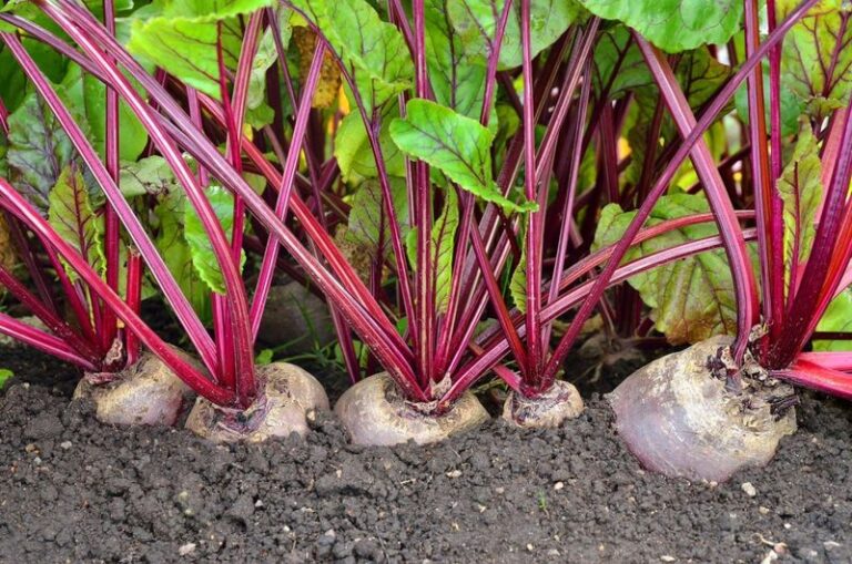 Beets with Big Leafy Tops but Tiny Roots: Crowding May Be a Cause, and Thinning Can Help Next Time