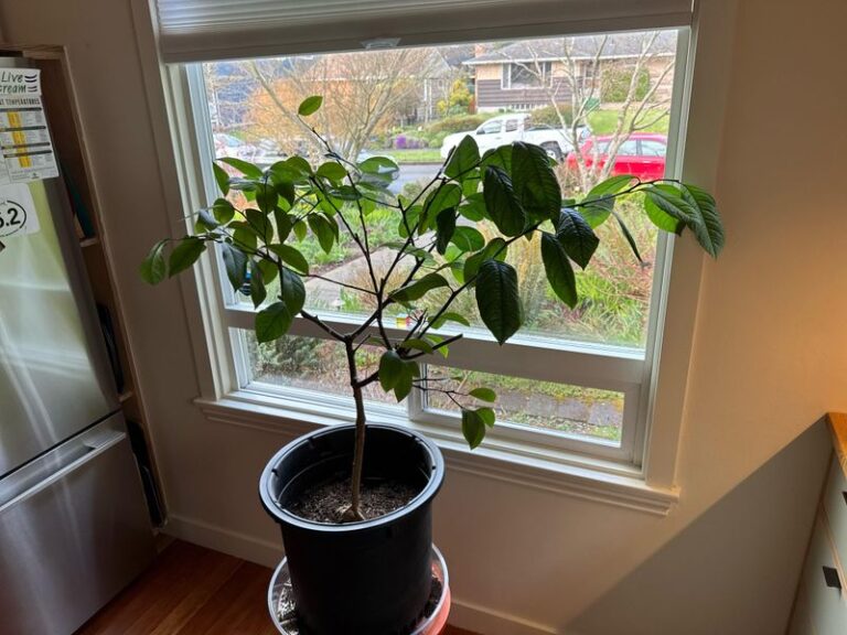 Why Your Lemon Tree Drops Its Leaves When You Bring It Indoors for Winter