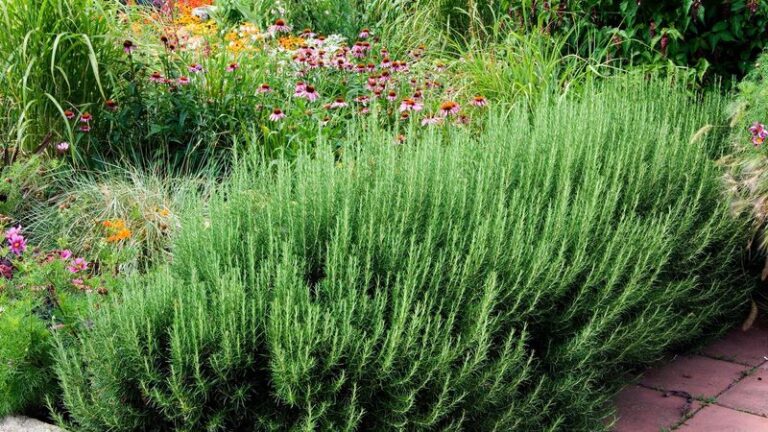 Rosemary in North Carolina: An Evergreen Herb Option Beside Garden Mums