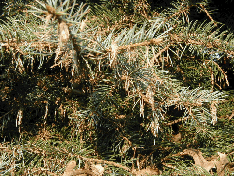 Those Brown Bags Hanging on Your North Carolina Shrubs This Fall Aren’t Seed Pods, Here’s What They Really Are