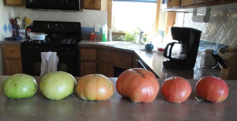 Hard green tomatoes still hanging on your vines will ripen indoors if you pick them before the first frost