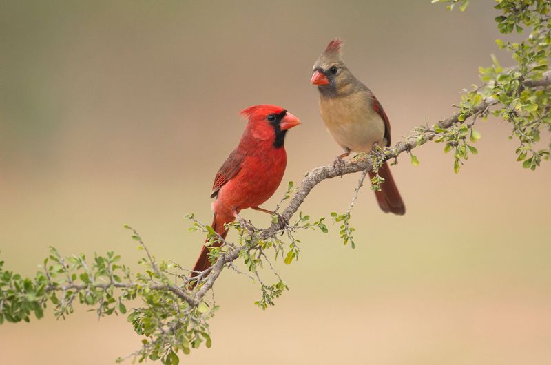 Northern Cardinals Live in Florida Year-Round, and the Right Yard Habitat May Support Visits