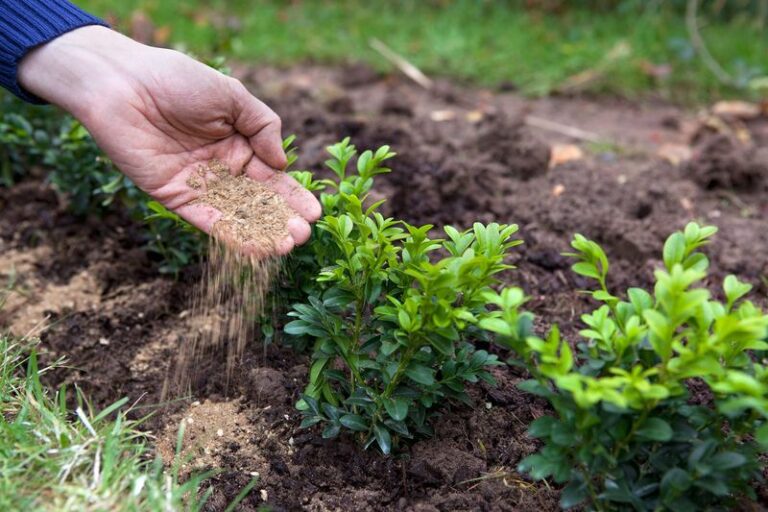These 9 Smells in Your Fall Yard Are Quietly Inviting Coyotes Closer to Your House