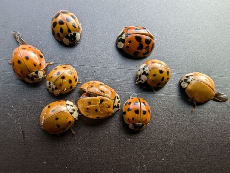 Asian Lady Beetles Keep Swarming Your Windows This Fall? How to Cut Down on How Many Get Inside