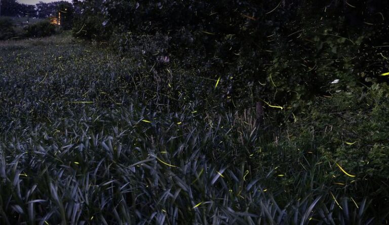 Inland sea oats along a shady Texas fence line bring more fireflies back every summer
