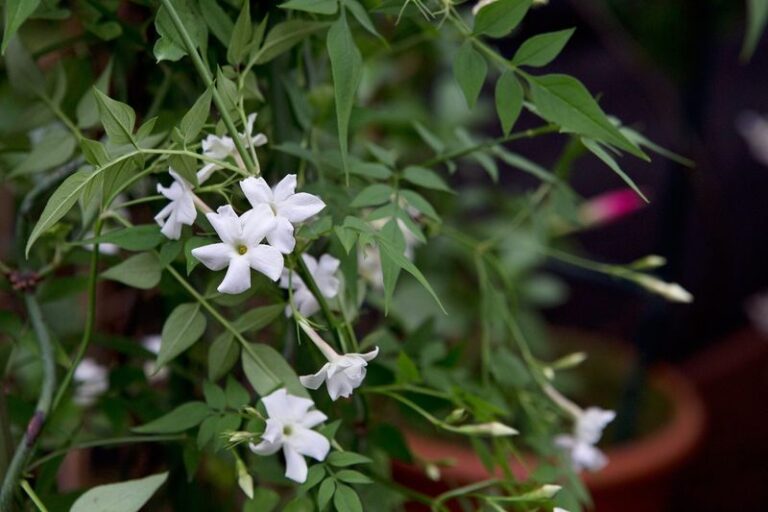 7 Florida Plants Worth Growing in Porch Pots This Fall That Smell Amazing Every Evening