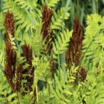 These Native North Carolina Ferns Fill Deep Shade Better Than Hostas and Deer Leave Them Alone