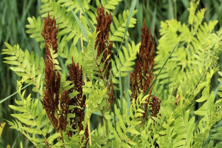 These Native North Carolina Ferns Fill Deep Shade Better Than Hostas and Deer Leave Them Alone