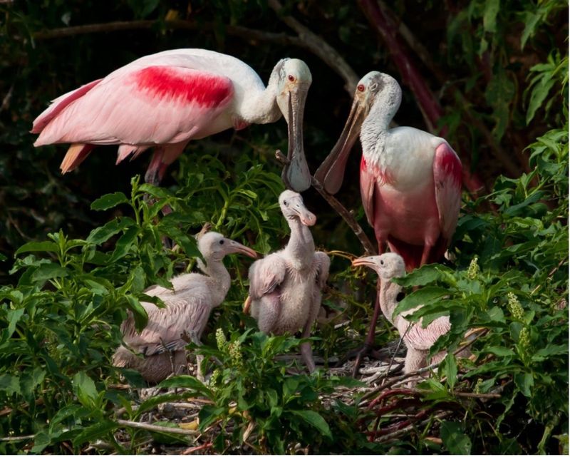 Roseate spoonbills wading near your Florida yard this fall are telling you something about the water