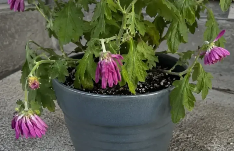 Why Potted Mums Wilt by Afternoon and How to Check Whether They Need Water