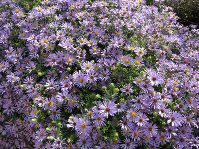 Fall Aster: A Texas Perennial for Purple Autumn Blooms and a Possibly Fuller Patch Over Time