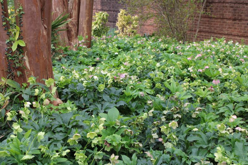 Hellebores Bring Winter Color to North Carolina Shade Gardens